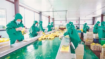 田间到舌尖的黄金窗口 鲜食玉米加工车间的农产品增值密码